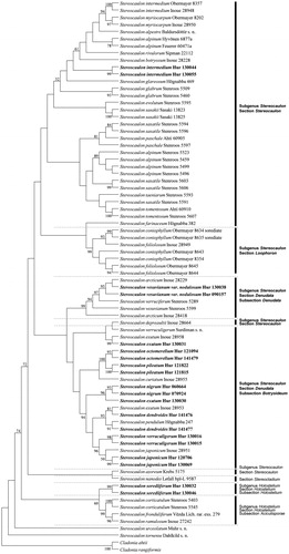 Figure 4. Maximum parsimony (MP) tree was constructed by MEGA6. The phylogenetic tree generated from internal transcribed spacer (ITS) sequences and part of the β-tubulin gene sequence. The bold letters in black indicate 20 representatives from 10 Stereocaulon species used in this study. Bootstrap = 1000. The numbers at each node represent bootstrap values. Only nodes supported by 50 bootstraps or more are shown.
