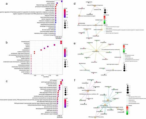 Figure 3. Overview of the Gene Ontology (GO) functional annotation of the differentially expressed protein-coding genes between the 1st and 8th subcultures. GO functional enrichment in the subcategories of biological process (a), cellular component (b), and molecular function (c). protein interactive network in the subcategories of biological process (d), cellular component (e), and molecular function (f). in A-C, the q-value is represented by the color of the point. the smaller the q-value, the closer the color is to red, and the more significant the enrichment, considering FDR≤ 0.05 as the threshold. In D-F, red: the protein-coding genes are upregulated (fold change ≥2), green: downregulated (fold change ≤-2). size of dots is related to the gene number