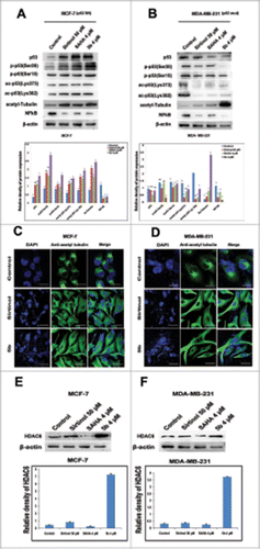 Figure 6. Effect of 5b on post translational modifications of p53 and tubulin acetylation. (A, B) Proteins extracted from cells treated with indicated doses of Sirtinol, SAHA and 5b for 24 h were immunoblotted with antibody specific to acetylated tubulin, p53, acetylated p53(Lys373), acetylated p53(Lys382), phospho p53(Ser20), phospho p53(Ser15)and NF-kB. β-actin was taken as loading control. ‘*’ p < 0.05; bars with same symbols are dissimilar statistically. (C, D) Immunofluorescence studies with anti-acetylated tubulin of cells after treatment with 5b. Images were observed under confocal microscope (Olympus FV1000) and processed with flow view version 1.7c software program. Bar represents 10 µM scales. (E, F) Pretreated cells were subjected to protein gel blot to decipher the role of 5b upon HDAC6 expression. Relative density has been calculated taking β-actin as loading control. Bars represent mean + SD.