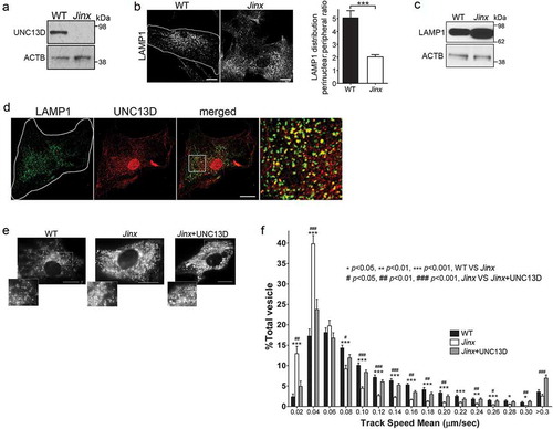 Figure 1. UNC13D regulates endo-lysosome trafficking in non-secretory cells. (a) Immunoblot analysis of the expression of UNC13D in wild-type (WT) and unc13d-null (Jinx) mouse embryonic fibroblasts (MEFs). (b) Left panel, Immunofluorescence and confocal microscopy analysis of the distribution of endogenous LAMP1 in WT and Jinx MEFs. Scale bar: 20 µm. Right panel, quantification of LAMP1 distribution. Results are represented as mean ± SEM. At least 25 cells from 3 separate experiments were analyzed. ***p < 0.001, Student’s t-test. (c) Immunoblot analysis of the expression of LAMP1 in WT and Jinx MEFs. (d) Immunofluorescence analysis of endogenous proteins. Quantification of UNC13D and LAMP1 colocalization is shown in Figure 7(d). (e,f) Pseudo-TIRF microscopy analysis of the trafficking of acidic organelles in WT and Jinx cells. (e) Representative images of WT, Jinx and rescued Jinx MEFs labeled with LysoTracker. Scale bar: 20 µm. (f) Quantification of vesicular dynamics, analyzed by pseudo-TIRFM. The histograms represent the track speeds of LysoTracker-labeled vesicles in WT (black bars), Jinx (white bars) and rescued Jinx MEFs (gray bars). The speeds for the independent vesicles were binned in 0.02 µm/s increments and plotted as a percentage of total vesicles for a given cell. Results are represented as mean ± SEM from at least 20 cells. The statistically significant differences between the two groups are indicated in the figure. Student’s t-test.