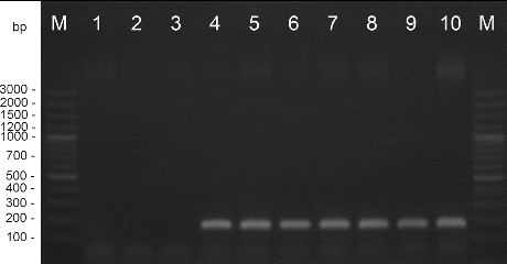 Figure 2. PCR amplification with species-specific primers Bs-XeF/Bs-XeR. M – DNA ladder, 1 – X. perforans NBIMCC 8729, 2 – X. gardneri NBIMCC 8730, 3 – X. vesicatoria NBIMCC 2427, 4 – X. euvesicatoria NBIMCC 8731, 5–10 – X. euvesicatoria strains.