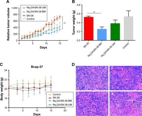 Figure 4 In vivo antitumor effect tested in Bcap-37-bearing mice (n=6). SN-38 suspensions, Na2GA/SN-38-UM and Na2GA/SN-38-BM were intragastric administration to mice at the dose of 100 mg/kg, and 0.9% saline was used as control. (A) The profile change of tumor volume. **P<0.01, Na2GA/SN-38-BM group compared with SN-38 group. (B) The body weight curve of mice. **P<0.01, Na2GA/SN-38-BM group compared with SN-38 group. (C) Mean weight of tumors in each group upon animal termination. (D) H&E staining of tumor tissue sections. Tumor paraffin sections dyed with H&E reagent were well prepared for observation of the pathological change separately under the microscope (×200). The mice were administered (a) 0.9% saline, (b) SN-38 suspensions, (c) Na2GA/SN-38-UM, and (d) Na2GA/SN-38-BM.Abbreviations: Na2GA, disodium glycyrrhizin; Na2GA/SN-38-UM, untreated mixture of Na2GA and SN-38; Na2GA/SN-38-BM, amorphous solid dispersion of SN-38 with Na2GA) was prepared by mechanical ball milling; SN-38, 7-ethyl- 10-hydroxycamptothecin.