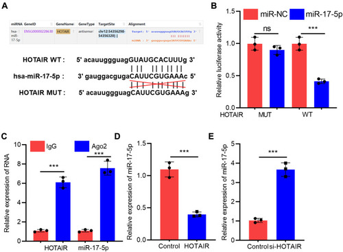 Figure 3 HOTAIR adsorbed miR-17-5p and repressed its expression in H9c2 cells. (A) StarBase database analysis revealed that there was a potential binding site between HOTAIR and miR-17-5p. (B) Dual-luciferase reporter analysis showed that miR-17-5p could inhibit the luciferase activity of HOTAIR-WT, but could not inhibit that of HOTAIR-MUT reporter (N=3). (C) RIP experiments indicated the direct interaction between HOTAIR and miR-17-5p (N=3). (D and E) qRT-PCR results showed that HOTAIR negatively regulated miR-17-5p expression in H9c2 cells (N=3). *** P<0.001.