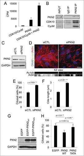 Figure 3. PKN2 is a CDK10/CycM substrate and a ciliogenesis regulator (A) Quantification of 33P protein labeling in in vitro kinase assays conducted with CDK10/CycM alone, PKN2 alone or CDK10/CycM plus PKN2. CPM: counts per minute. (B) Western blot analysis of PKN2, CDK10 and CycM in anti-PKN2 or control rabbit IgG immunoprecipitates from serum-starved hTERT-RPE1 cells. Input is 1/25 of the total extract used for the immunoprecipitation. (C-F) hTERT-RPE1 cells were transfected with control (siCTL) or PKN2 (siPKN2) siRNAs, subjected to serum starvation, and analyzed 72 hour post transfection. (C) Western blot analysis of PKN2 protein levels. (D) Immunofluorescent visualization and XZ optical projections of primary cilia (acetylated-tubulin staining, shown in green) and F-actin (Rhodamine-Phalloidin staining, shown in red). Scale bar, 25 μm. (E, F) Percent ciliated cells and measurement of cilia length (quantified as described in Fig. 1 legend). (G,H) hTERT-RPE1 cells were serum starved for 24 hours, transfected with EGFP, EGFP-PKN2WT or EGFP-PKN2TATA and analyzed 16 hours post transfection. (G) Western blot analysis of PKN2 protein levels. (H) Percent ciliated cells (quantified as described in Fig. 1B) expression.