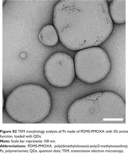 Figure S2 TEM morphology analysis of Ps made of PDMS-PMOXA with 5% amine function, loaded with QDs.Note: Scale bar represents 100 nm.Abbreviations: PDMS-PMOXA, poly(dimethylsiloxane)-poly(2-methyloxazoline); Ps, polymersomes; QDs, quantum dots; TEM, transmission electron microscopy.