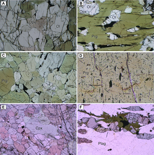Figure 3  Photomicrographs. A, Representative hornblende peridotite mineralogy dominated by olivine with orthopyroxene and brown–green pargasite (0810B). Field of view is 3.5 mm. B, Olivine, orthopyroxene and ilmenite inclusions in poikilitic pargasite (0801C). Field of view is 3.5 mm. C, Representative hornblendite mineralogy dominated by brown–green pargasite. Accessory opaque minerals are found as films along pargasite grain boundaries and at pargasite grain triple junctions (0805K). Field of view is 3.5 mm. D, Crystallographic control on exsolution of opaque (likely ilmenite) and transparent (likely rutile) grains in pargasite (A181/8). Field of view is 0.5 mm. E, Representative pyroxenite mineralogy dominated by clinopyroxene with orthopyroxene (77131). Field of view is 3.5 mm. F, Representative Misty Pluton plagioclase, two-pyroxene, pargasite mineralogy (A183/8). Field of view is 3.5 mm.