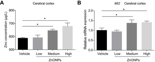 Figure 4 Pulmonary exposure to ZnONPs increased the level of zinc in the mouse cerebral cortex. After treated of animals with ZnONPs, cerebral cortex tissues were collected at post-exposure day 3. (A) The level of zinc was measured by using ICP-MS. (B) The mRNA expression of Mt2 was determined by qPCR assay. Data were derived from at least three independent experiments and were reported as mean ± SD. *Denoted P< 0.05, compared with the vehicle control.