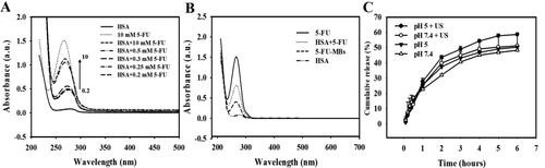 Figure 3. (A) UV absorption spectra of HSA according to 5-FU concentration in the HSA and PBS buffer solutions. (B) Absorbance spectra of HSA, HSA + 5-FU, 5-FU-MBs after US sonication (destruction), and HSA. (C) Comparative cumulative drug release of 5-FU at 6 hours after 5-FU-MBs administration with and without US sonication in PBS at pH 5 and 7.4.