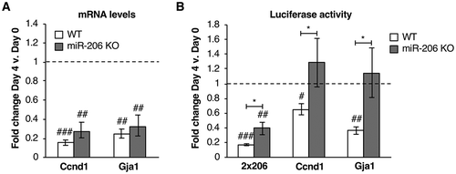 Figure 2. Downregulation of known miR-206 targets is attenuated in miR-206 KO cells compared to WT. (A) Endogenous mRNA levels of Ccnd1 and Gja1 are downregulated in WT cells and miR-206 KO cells after four days in differentiation media. Average fold change in mRNA expression, normalized to Csnk2a2, on Day 4 relative to Day 0 is plotted. The error bars denote standard deviations (n = 3). The dashed line at 1.0 represents no change in mRNA levels. ## indicates a p-value < 0.01 and ### indicates p-value < 0.001 as compared to 1.0 (no change), determined from a one sample two-tailed t-test. (B) The 3ʹUTRs of Ccnd1 and Gja1 downregulate luciferase expression in WT cells but not in miR-206 KO cells upon four days of treatment with differentiation media. Normalized average fold change in luciferase expression after treatment with differentiation media is plotted. The error bars denote standard deviations (n = 3). The dashed line at 1.0 represents no change in luciferase expression. # indicates a p-value < 0.05, ## indicates a p-value < 0.01, and ### indicates a p-value < 0.001 as compared to 1.0 using a one sample two-tailed t-test. * indicates a p-value < 0.05, as determined from an unpaired two-tailed t-test comparing the data from the WT and KO cells.