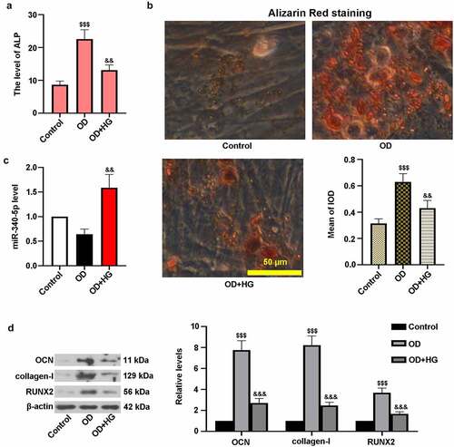 Figure 2. High glucose inhibited osteogenic differentiation in MC3T3-E1 cells. osteoblast differentiation was induced in cells, and cells were treated with HG for 14 days. (a) ALP activity was measured with the kit. (b) Treated cells were stained with Alizarin Red and quantified accordingly. Scale bar = 50 μm. (c) The level of miR-340-5p was detected by qRT-PCR. (d) OCN, collagen-I, and RUNX2 protein levels were assessed with immunoblotting. OD, osteogenic differentiation; HG, high glucose; IOD, integrated optical density. Results were presented as means ± SD (N = 3 in each group). $$$P < 0.001 versus control group; &&P < 0.01 versus OD group