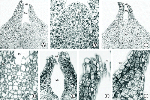 Figure 3. Structure of the nucellar apex and micropyle cells in G. biloba. (A) Ovule shape before pollination; (B) Nucellar cells before pollination; (C) Collapse of nucellar tip cells (arrow); (D) Nucellar cells below pollen chamber; (E) Morphology of micropyle canal; (F) Cells of micropyle; (G) Cells of micropyle canal. I, integument; Mc, micropyle canal; Nu, nucellus; Pc, pollen chamber; V, vacuole. Scale bars (A, C, E) = 100 μm; (B, D, F, G) = 50 μm.