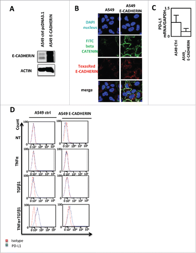 Figure 4. PD-L1 expression blockade by E-CADHERIN overexpression during EMT in A549 cells. (A) Expression of E-CADHERIN was controlled by western blotting in A549 transfected by a pcDNA3.1 void vector or expressing E-CADHERIN. (B) reversion of mesenchymal to epithelial phenotype was measured using immunofluorescence in A549 transfected by a pcDNA3.1 void vector or expressing E-CADHERIN. Nuclei were stained by DAPI (blue), beta CATENIN by FITC (green) and E-CADHERIN by TexasRed (Red). (C) expression of PD-L1 mRNA was measured by qRT-PCR in A549 control or A549 cells transfected with a plasmid expressing E-CADHERIN (D) Expression of PD-L1 was measured by cytometry in A549 transfected by a pcDNA3.1 void vector or expressing E-CADHERIN treated or not with TNFα/TGFβ1.