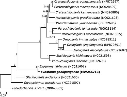 Figure 1. Phylogenetic tree of 16 glyptosternine catfishes based on Bayesian inference of 13 protein-coding genes. The posterior probabilities were shown on the nodes. The GenBank accession numbers of included species were shown in brackets.