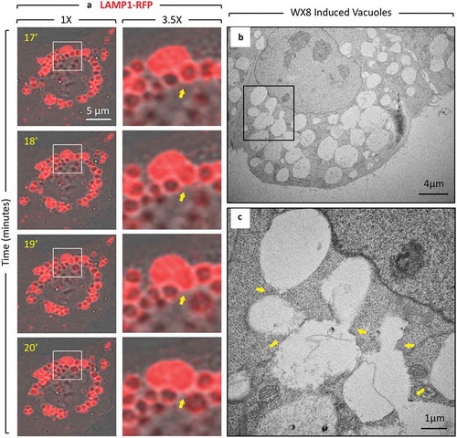 Figure 3. WX8 inhibited lysosomal fission without effecting homotypic lysosomal fusion. (a) U2OS cells expressing LAMP1-RFP were cultured with 1 µM WX8 for 40 min, during which time live cell images were collected. Arrows indicate one example of fusion between 2 lysosomes to produce a larger lysosome. The video is available in Supplemental Materials as Figure S7. (b) U2OS cells were cultured as in panel A, and electron microscopic images of thin sections were taken at 2 h. (c) The section indicated in (B) was enlarged 4X. Arrows indicate sites of lysosome-to-lysosome fusion.