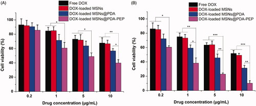 Figure 7. Viability of HT-1376 cells incubated with free DOX, DOX-loaded MSNs, DOX-loaded MSNs@PDA and DOX-loaded MSNs@PDA-PEP at the same drug concentrations: (A) 24 h; (B) 48 h (n =3). *p < 0.05; **p < 0.01; ***p < 0.001.