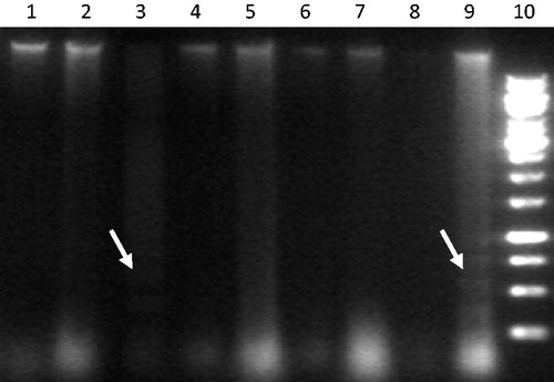 Figure 3. Agarose gel showing DNA fragmentation (white arrows). Lanes show DNA of cells under various treatment regime: in sequence from L to R (1: 10 μg/ml SOE, 2: 15 μg/ml SOE, 3: 0.5% TSE, 4: 10 μg/ml SOE + 0.5% TSE, 5: 15 μg/l SOE + 0.5% TSE, 6: Control, 7: 15 μg/ml SOE + 1% TSE, 8: 10 μg/ml SOE + 1% TSE, 9: 1% TSE, 10: 1 kb DNA ladder).