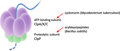 Fig. 7. Bacterial Clp protease and the substances that disrupt it.
