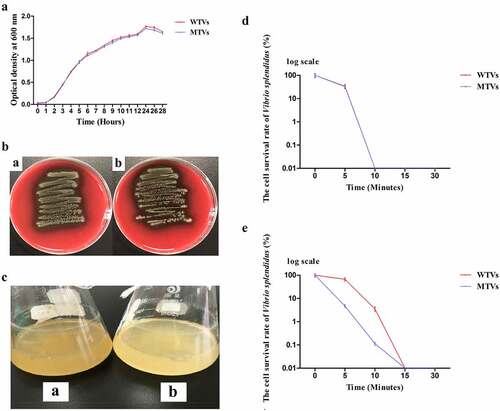 Figure 1. (a) Growth curves of WTVs and MTVs. WTVs and MTVs were spread onto 2216E solid plates at 28°C overnight. Two single colonies were inoculated into flasks with 100 mL of fresh 2216E medium and incubated at 28°C with shaking at 180 rpm. Overnight cultures were diluted to the same concentration, and 200 μL aliquots of WTVs and MTVs were transferred into flasks with 100 mL of fresh 2216E medium. OD600 values were measured at different time points. (b) Hemolysis ring on blood agar plate. [a] WTVs and [b] MTVs were spread on 2216E sheep blood agar plate and incubated at 28°C overnight. (c) Colour contrasts of [a] WTVs and [b] MTVs cells cultured in 2216E medium at 28°C until OD600 reached 1.5. (d) Bacterial survival rate under UV irradiation (OD600 = 0.6). Cell number on solid plates was counted after UV light exposure for 0, 5, 10, 15 and 30 min. The total number of WTVs and MTVs was the same at the beginning, which regarded as 100 and the survival rate was expressed as a percentage. The Y-axes was shown as a log scale. (e) Bacterial survival rate under UV irradiation (OD600 = 1.5). Cell number on solid plates was counted after UV light exposure for 0, 5, 10, 15 and 30 min. The total number of WTVs and MTVs was the same at the beginning, which regarded as 100 and the survival rate was expressed as a percentage. The Y-axes was shown as a log scale.