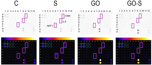 Figure 5 Array analysis of inflammation factors in HSkM cells in the control group (C) and after 24 hours of treatment with S protein (S), graphene oxide (GO), and a combination of S proteins and GO (GO-S) (A); results normalized to the control dots; full array map available in the Supplementary Material (Table S1).
