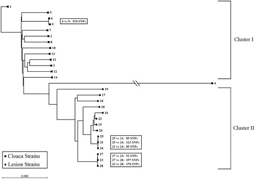 Figure 1. Single nucleotide polymorphism (SNP) phylogenetic tree based on whole genome sequencing of 28 Enterococcus cecorum strains. The difference in number of SNPs between strains was at least 85 (between strains 21 and 24), and as a cut-off of 17 SNPs was used (see “Materials and methods” [under “Assessment of clonality”] and “Discussion”), all strains were considered non-clonal. Cloacal strains, excluding strain 4, form cluster I and lesion strains cluster II. The average SNP difference between strain 4 and cluster I is 90,607 and between strain 4 and cluster II 90,033. Samples are numbered according to Table 1.