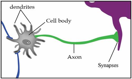 Figure 1. Biological neuron.