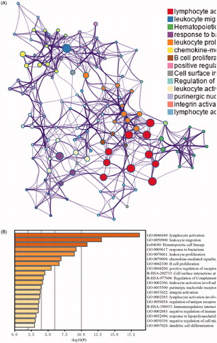 Figure 4. Functional enrichment analysis of the gene list contained in the yellow module. (A) Network of functional enrichment terms coloured by clusters. (B) Heatmap of functional enrichment terms coloured by p-values.