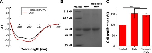 Figure 5 Secondary structure and molecular weight of OVA encapsulated into 6S-PCL-PEG NPs. (A) CD spectra of OVA. (B) Electrophoretogram of OVA. (C) Proliferation of splenocytes stimulated by OVA. Released OVA means the OVA released from NPs. Bars are mean±SD (n=5). The statistical significance of differences were analyzed using Student’s t-test: ***p<0.001.Abbreviations: OVA, ovalbumin; 6S-PCL-PEG, six-arm poly(ε-caprolactone)–poly(ethylene glycol); CD, circular dichroism; NPs, nanoparticles.