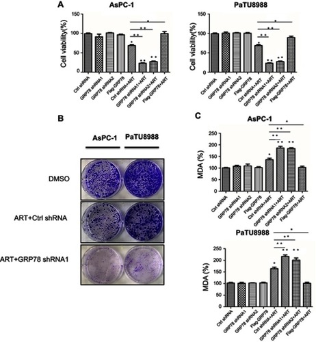 Figure 4 GRP78 mediates ferroptosis resistance in KRAS mutant pancreatic cancer cells in vitro. (A) AsPC-1 (Ctrl shRNA), GRP78 knockdown AsPC-1 (GRP78 shRNA1 and GRP78 shRNA2), GRP78 overexpression AsPC-1 (Flag-GRP78), PaTU8988 (Ctrl shRNA), GRP78 knockdown PaTU8988 (GRP78 shRNA1 and GRP78 shRNA2), and GRP78 overexpression PaTU8988 (Flag-GRP78) cancer cells were treated with or without ART (20 µM). Cell viability was accessed by CCK8 assay. (B) Colony-forming assay analysis of the colony forming ability of AsPC-1 (Ctrl shRNA), GRP78 knockdown AsPC-1 (GRP78 shRNA1), PaTU8988 (Ctrl shRNA), and GRP78 knockdown PaTU8988 (GRP78 shRNA1) cancer cells were treated with or without ART (20 µM). (C) AsPC-1 (Ctrl shRNA), GRP78 knockdown AsPC-1 (GRP78 shRNA1 and GRP78 shRNA2), GRP78 overexpression AsPC-1 (Flag-GRP78), PaTU8988 (Ctrl shRNA), GRP78 knockdown PaTU8988 (GRP78 shRNA1 and GRP78 shRNA2), and GRP78 overexpression PaTU8988 (Flag-GRP78) cancer cells were treated with or without ART (20 µM). The level of MDA was assayed. ART represents for artesunate. Experiments were repeated three times, and the data are expressed as the mean±SEM. *P<0.05 relative to control, **P<0.01. Statistical analysis was performed using Student’s t-test.