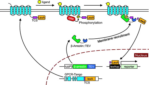 Figure 1. Schematic diagram of the Tango system. The system comprises three components: GPCR::TCS::LexA, β-Arrestin-TEV and lexAop-reporter. Activation of GPCR by ligand binding results in phosphorylation of its C-terminus by GRK. β-Arrestin-TEV is then recruited to the phosphorylated C-terminus of GPCR::TCS::LexA and cleaves the TCS to release LexA. Released LexA translocates into the nucleus and induces reporter expression from the lexAop-reporter transgene.