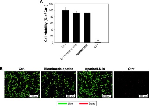 Figure 7 NSCs were cultured in indirect contact with biomimetic apatite and apatite/LN20 for 48-hour incubation to evaluate the cytotoxicity.Notes: (A) Cell viability was quantitatively analyzed by CCK8. Values are represented as mean±SD (n=3). Statistical significance relative to the group of negative control: **P<0.01. (B) Cytotoxicity was qualitatively observed by the live/dead viability/cytotoxicity kit (green color: live cells, red color: dead cells). Scale bar is 200 µm in length.Abbreviations: CCK8, Cell Counting Kit-8; Ctr+, positive control; Ctr−, negative control; LN, laminin; NSC, neural stem cell.