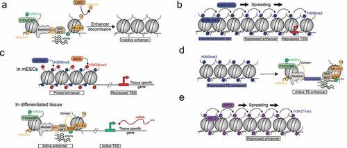 Figure 6. Enhancer silencing mechanisms. (A) Lysine-Specific histone Demethylase 1A (LSD1) induces enhancer decommissioning by removing H3K4me1, leading to enhancer inactivation. (B) H3K9me3-heterchromation repressed cis-regulatory elements, promoters and enhancers, by Position-Effect Variegation (PEV). PEV is based on heterochromatin ability to spread in cis along the chromatin fiber. (C) H3K9me3/H3K36me3 dual heterochromatin repressed poised enhancers in mouse embryonic stem cells (mESCs). A tissue specific enhancer set becomes activated in specific tissues leading to lineage specific gene expression. (D) H3K9me3-heterochromatin represses Transposable Elements-Enhancer (TE-Enhancer) which might acquire cell specific enhancer chromatin signature. (E) Polycomb Repressive Complex 2 (PRC2) represses enhancers via H3K27me3 spreading in cis along the chromatin fiber.