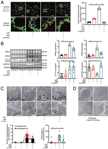 Figure 3. Melatonin-induced activation of SIRT3 promotes mitophagic flux. (A) mKeima was expressed in HK-2 cells and live cell was imaged by confocal microscopy (mKeima-561 nm: red; mKeima-488 nm: green; scale bar: 20 μm); 561 nm/488 nm mKeima was statistically quantified (n = 6). (B) representative western blot with densitometric analysis of protein expression of PINK1, PRKN, LC3-II and SQSTM1 in HK-2 cells; and the protein expression levels were standardized relative to the level of GAPDH; n = 6. (C) the representative ultrastructure images of mouse renal epithelial cells observed by transmission electron microscopy; and the number of autophagosomes (black arrow) or autolysosomes (red arrow) was calculated in 20 randomly selected 20,000× fields (upper panel: scale bar: 5 μm; lower panel: scale bar: 1 μm, n = 20). (D) the representative ultrastructure images of mitophagosomes in Mel+CLP group observed by transmission electron microscopy; (scale bar: 300 nm). The data are presented as the mean ± SD. Statistical significance was assessed by one-way ANOVA and *P < 0.05. CLP: cecal ligation and puncture, LPS: lipopolysaccharide, Mel: melatonin.