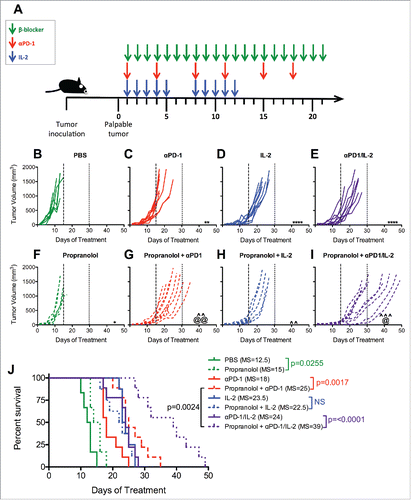 Figure 2. Propranolol improves tumor control in mice treated with immunotherapy. (A) Experimental schema. When applicable, tumor-bearing mice received 10mg/kg propranolol (pan β-blocker) daily for three weeks, 200μg αPD-1 twice a week for three weeks and/or 120,000 IU IL-2 twice a day for two cycles of five days on, two days off. An equivalent volume of PBS was given daily to control mice. Mice were treated with (B) PBS control, (C) αPD-1, (D) IL-2, (E) αPD-1/IL-2, (F) Propranolol, (G) Propranolol + αPD-1, (H) Propranolol + IL-2, (I) Propranolol + αPD-1/IL-2. Days 15 and 30 are indicated with long- and short-dashed lines. N = 7–8/group; p values determined by mixed linear models; pairwise comparison to untreated: ** p < 0.01, **** p < 0.0001; pairwise comparison to propranolol: ˆˆ p < 0.01, ˆˆˆ p <0.001; pairwise comparison between immunotherapy and propranolol + immunotherapy: @ p < 0.05, @@ p < 0.01. (J) Survival analysis. N = 7/group; p values determined by log rank test. Data are representative of two experiments. MS = median survival.