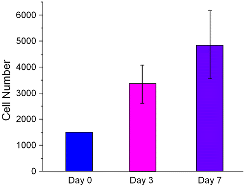 Figure 2. Viability of HUVECs on PLGA50/50 material. Cell numbers were analyzed by WST-1 assay after seeding on PLGA member for three and seven days, respectively (n = 5).