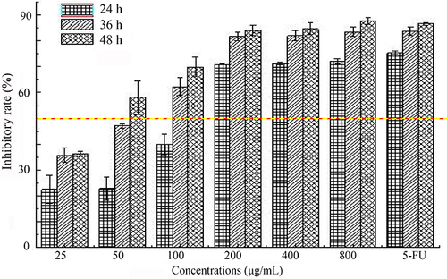 Figure 2 Inhibitory effects of SMC on HepG2 cells with different concentrations (25–800 μg/mL) and time (24 h, 36 h, 48 h).