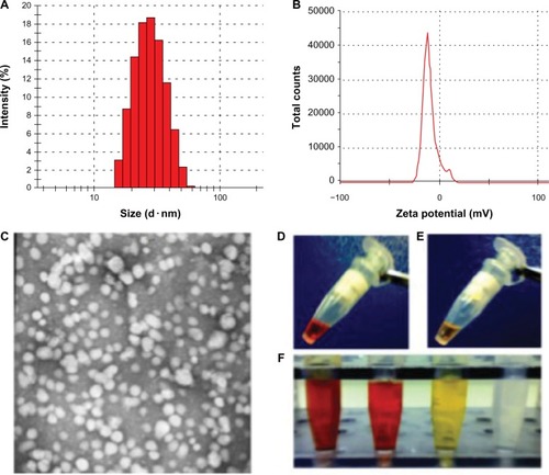 Figure 2 Characterization of Cur-Dox/MPEG-PCL micelles showing their particle size. The Cur-Dox/MPEG-PCL micelles had a very narrow particle size distribution (polydispersity index 0.12) with a mean particle size of 38.4 ± 1.2 nm, determined by dynamic light scattering (A). Cur-Dox/MPEG-PCL micelles with a zeta potential of −0.269 mV (B). Transmission electronic microscopic images of Cur-Dox/MPEG-PCL micelles showing a spherical morphology with a mean diameter of about 27 nm (C). Appearance of Dox/MPEG-PCL (D) and Cur/MPEG-PCL (E) micelles in aqueous solution. Appearance of Cur-Dox/MPEG-PCL, Dox/MPEG-PCL, and Cur/MPEG-PCL diluted in water (F). Cur-Dox/MPEG-PCL, Dox/MPEG-PCL, Cur/MPEG-PCL and water are shown from left to right. Data are shown as the mean ± standard.Abbreviations: Cur, curcumin; Dox, doxorubicin; MPEG, methoxy poly(ethylene glycol); PCL, poly(caprolactone); NS, normal saline; M, MPEG-PCL; C, Cur/MPEG-PCL; D, Dox/MPEG-PCL; C+D: Cur-Dox/MPEG-PCL.