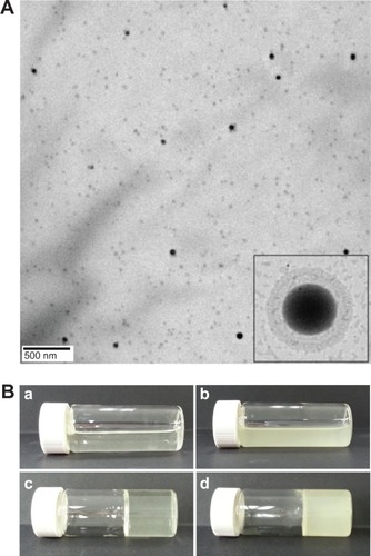 Figure 2 (A) TEM image of DCT-loaded nanomicelles containing NaTC. (B) Optical images of DCT-loaded nanomicelles at room temperature (liquid; a,b) and biological temperature (solid; c,d). Images correspond to nanomicelles without (a,c) and with NaTC (b,d).Abbreviations: TEM, transmission electron microscope; DCT, docetaxel; NaTC, sodium taurocholate.