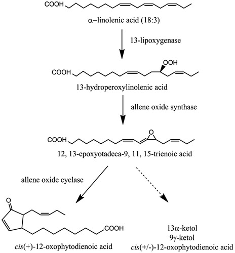 Figure 1. The allene oxide synthase pathway resulting in the production of cis(+)-12-oxophytodienoic acid from α-linolenic acid (18:3). The pathway requires the cooperative action of 13-LOX, AOS and AOC. In the absence of AOC, the unstable 12,13-EOT intermediate is non-enzymatically converted to α-ketol, γ-ketol and the racemic mixture of 12-OPDA as indicated by the dotted pathway.