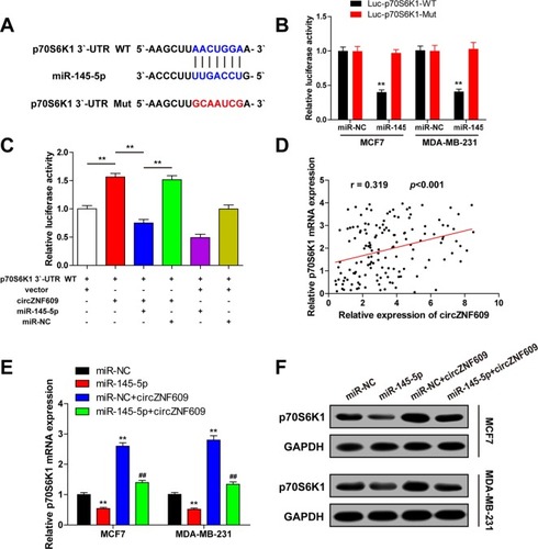 Figure 4 CircZNF609 upregulates p70S6K1 expression by sponging miR-145-5p.Notes: (A) The putative binding site of miR-145-5p and p70S6K 3′-UTR. (B) Luciferase activity analysis in MCF7 and MDA-MB-231 cells cotransfected with miR-145-5p mimics and pmirGLO-p70S6K1 3′-UTR-WT or pmirGLO-p70S6K1 3′-UTR-Mut vector. (C) Luciferase activity analysis in MCF7 cells cotransfected with miR-145-5p mimics or miR-NC, circZNF609 vector or control vector, and pmirGLO-p70S6K1 3′-UTR-WT vector. (D) Pearson’s correlation analysis of circZNF609 and p70S6K1 in breast cancer tissues (n=143) (r=0.319, P<0.001). (E) qRT-PCR analysis of p70S6K1 mRNA expression in MCF7 and MDA-MB-231 cells cotransfected with miR-145-5p mimics or miR-NC, and circZNF609 vector or control vector. (F) Western blot analysis of p70S6K1 protein expression in MCF7 and MDA-MB-231 cells cotransfected with miR-145-5p mimics or miR-NC, and circZNF609 vector or control vector. Data were represented as mean±SD of at least three independent experiments. * vs control group, # vs miR-145-5p mimics group. **P<0.01, ##P<0.01.Abbreviations: NC, negative control; UTR, unsaturated region; WT, wild type; qRT-PCR, quantitative reverse transcription PCR.