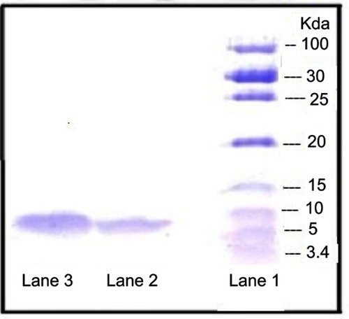Figure 4 SDS-PAGE results. Lane 1: Unstained low range protein ladder; Lane 2: Insulin released from formulation; Lane 3: Standard insulin.