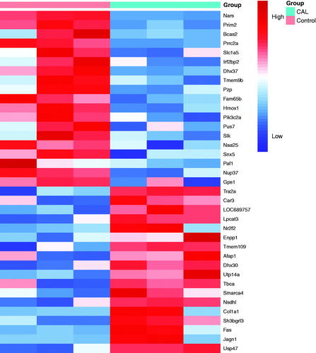 Figure 2. Clustering heatmap of the principal significant proteins of the LFQ intensities obtained from RASMCs during the comparison of calcification (CAL) and control groups. The experiment was performed in triplicate. The fold change of minimum was ±2 (p < 0.05).