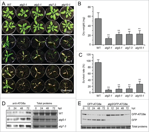 Figure 2. Autophagy-defective mutants show enhanced sensitivity to submergence. (A) Images of the wild type (WT) and atg mutants (atg2-1, atg5-1, atg7-3, and atg10-1) before treatment (Day 0) and at 6 d after light submergence (LS) treatment (Day 6), followed by a 6-d recovery (Recovery). (B) Dry weights and (C) survival rates of WT and atg mutants (atg2-1, atg5-1, atg7-3, and atg10-1) after 6-d LS treatment following recovery. Data of dry weights and survival rates are average values ± SD (n = 3) calculated from 3 independent experiments. For each experiment, 10 plants were used for each genotype. Asterisks indicate significant differences from WT (**, P < 0.01 by the Student t test). (D) Immunoblot analyses of ATG8 protein in WT and atg mutants (atg5-1 and atg7-3) upon LS treatment. Four-wk-old plants were not treated (0 h) and LS-treated for 24, 48, and 72 h, and leaves were collected. The anti-ATG8a antibodies were used for immunoblotting. (E) Detection of free GFP generated from transgenic lines expressing GFP-ATG8e in WT, atg5-1 backgrounds before and after LS treatment. Four-wk-old plant samples were collected at 0, 12, 24, and 48 h after treatment. The anti-GFP antibodies were used for protein blotting analysis. The GFP-ATG8e fusion and free GFP form were indicated on the right. Coomassie blue–stained total proteins are shown on the right (D) or below the blots (E) to indicate the amount of protein loaded per lane.