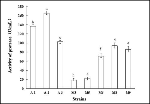 Figure 8. Protease activity of strains. Note. Different letters indicate significant differences (P < 0.05).