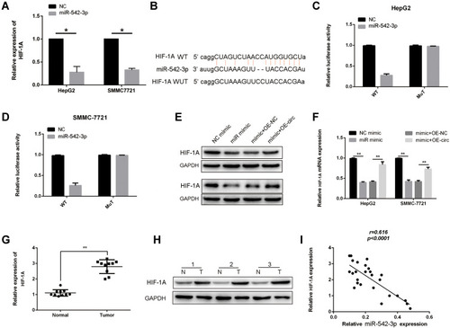 Figure 6 Circ-0003006 sequestered miR-542-3p to regulate HIF-1A in HCC. (A) q-RT-PCR assay analysis of HIF-1A expression in the miR-542-3p mimic group HCC cells. (B) Schematic representation of the potential binding site of miR-542-3p on HIF-1A and mutant binding sites. (C and D) The relative luciferase activity of mimics of miR-542-3p on the luciferase reporter plasmid with wild type HIF-1A sequence (WT) or both mutant binding sites of HIF-1A (Mutation). (E and F) q-RT-PCR and western-blots assay analysis of HIF-1A in the miR-542-3p and circ-0003006 overexpressed. (G and H) q-RT-PCR and western-blots assay analysis of HIF-1A in the HCC tissues and normal liver tissues. (I) Correlation analysis of miR-542-3p and HIF-1A expression. Data indicate the means ± SEM of three experiments, *p < 0.05, **p< 0.01.