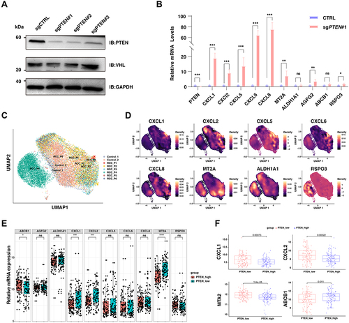 Figure 3 The validation of CXC chemokine family in Caki-1 cells, scRNA-seq dataset, and the bulk-RNA sequencing datasets. (A) The immunoblot (IB) analysis of whole cell lysates derived from C aki-1 cells infected with the indicated lentiviral sgRNA vectors against PTEN. Forty-eight hours post-infection, cells were selected with 2μg/mL puromycin for 72 hours to eliminate the non-infected cells before harvesting. (B) Relative mRNA expression of selected genes upregulated upon PTEN depletion in wildtype C aki-1 cells and cells with the knockout of PTEN. (C) Uniform Manifold Approximation and Projection (UMAP) embedding of jointly analyzed single-cell transcriptomes from renal cell cancers and normal kidneys, and clustered by samples. (D) Density plot visualizing the expression of selected genes upregulated upon PTEN depletion among different subpopulations in renal cell carcinoma. (E) Box plots of the differential expression of selected genes upregulated upon PTEN depletion between PTEN-low and PTEN-high renal cancers. The red color labels renal cancer with high expression of PTEN (n=100), and the green indicates renal cancer with low expression of PTEN (n=100). (F) Box plots of the differential expression of selected genes (CXCL1, CXCL2, MTA2, ABCB1) upregulated upon PTEN depletion between PTEN-low and PTEN-high renal cancers.