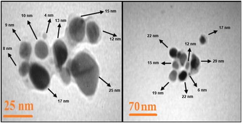 Figure 4. TEM image of biosynthesized silver nanoparticles.