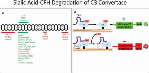 Figure 3. CFH Binding regions and Mechanism of Sialic Acid induced degradation of C3 convertase. (a) CFH Structure: CFH is a made of 20 CCPs the CCP 1–4 region is the C3b and CFI binding region. The CCP 6–8 region is the region where the Y 402 H polymorphism alters. This region binds sialylated molecules that activate CFH and reduce lysis. It also binds asialylated molecules that deactivates CFH and promotes lysis. CCP 13–14 binds C3C . CCP region 19–20 is C3B, C3D and sialic acid binding region. (b) Mechanism of CFH activation by Sialic Acid Ligands. CFH binds sialic acid this enhances C3b binding and displaces Bb resulting in the decay of C3bBb (C3 convertase). Without sialic acid then C3 convertase does not decay with resultant amplification of the complement pathway and membrane lysis with membrane attack complex.