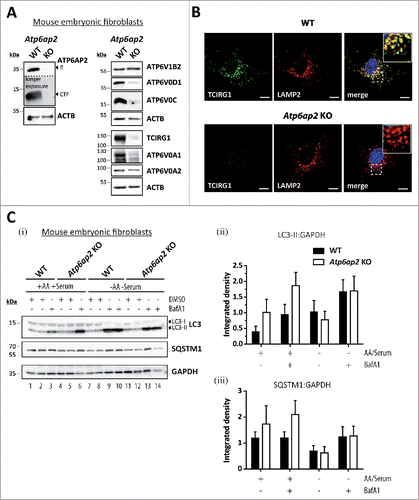Figure 5. Reduced v-H+-ATPase concentration does not impair autophagic degradation in Atp6ap2 knockout MEFs. (A) Lysates of Atp6ap2 knockout (KO) mouse embryonic fibroblasts lack ATP6AP2 full length (fl) and C-terminal fragments (CTF) in immunoblot analyses. Concomitant probing for the indicated v-H+-ATPase V0 and V1 subunits revealed reduced V0 sector level upon deletion of Atp6ap2. ACTB served as a loading control. (B) Immunofluorescence staining of control and ATP6AP2-deficient MEFs confirmed reduced levels of TCIRG1/ATP6V0A3 that shows a colocalization with the lysosomal marker LAMP2 in wild-type cells. Scale bar: 10 µm. (C) Fibroblasts of both genotypes were cultivated in the presence or absence of free amino acids (AA) and serum for 2 h. Where indicated, cells were pre-treated with 100 nM BafA1 for 1 h to inhibit lysosomal degradation and the treatment continued throughout the experimental setup. Control fibroblasts were incubated in the presence of DMSO (i). Levels of LC3-I, LC3-II and SQSTM1 were detected by immunoblot analyses. Labeling of GAPDH was used to control for an equal protein load. (ii, iii) Quantification of (i) revealed a starvation-induced elevation in the ratio LC3-II to GAPDH and a parallel decrease in the amount of SQSTM1 that appeared independent of the expression of ATP6AP2. Shown are means ± standard errors from 4 independent measurements.