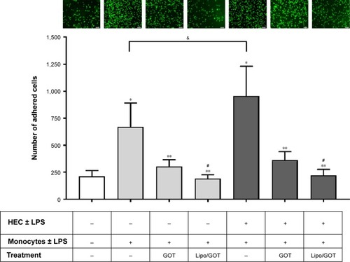 Figure 5 Effect of Lipo/GOT on monocyte adhesion to endothelium.Notes: HECs were stimulated with LPS for 24 hours (black bars). Monocytes were preincubated with GOT or Lipo/GOT prior to activation for 24 hours with LPS. Unstimulated cells were used as controls. The number of adhered monocytes was quantified after 1 hour’s incubation of monocytes together with HECs, and results are given as mean ± SE (n=6). *P<0.05 over unstimulated HECs and monocytes (white bar); **P<0.05 over LPS-activated monocytes; #P<0.05 over LPS-activated monocytes treated with GOT; &P<0.05 for LPS-activated HECs vs unstimulated HECs. Scale bars are 50 μm.Abbreviations: GOT, guanosine 5′-O-(2-thiodiphosphate); HECs, human endothelial cells; Lipo/GOT, GOT-encapsulated liposomes; LPS, lipopolysaccharide.