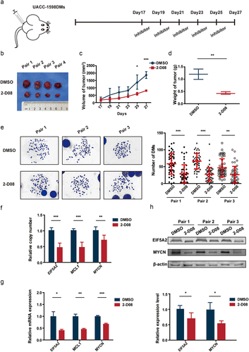 Figure 5. UBC9 inhibition in vivo decreases the rate of tumor growth, via eliminating DMs.